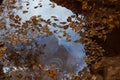 Leaves and Oil Floating in a Puddle of Water