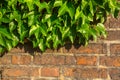 Leaves on old brick wall. Nature. Royalty Free Stock Photo