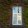 Leaves on old brick wall and window. Nature. Royalty Free Stock Photo