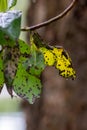 leaves of an old dying madrone tree with sunlight shining through Royalty Free Stock Photo