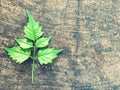 The leaves on the old wooden table Royalty Free Stock Photo