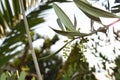 Leaves and olive shoots