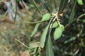 Leaves and olive shoots