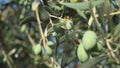 Leaves and olive shoots