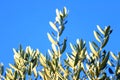 Leaves on olive tree Royalty Free Stock Photo