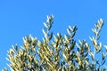 Leaves on olive tree Royalty Free Stock Photo