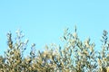 Leaves on olive tree Royalty Free Stock Photo