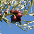 Leaves of olives and bunch of