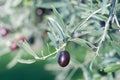 Leaves of olives and a mature fruit on the branch