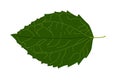 leaf background with green color that makes the heart feel peaceful in life.