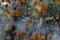 leaves orange red forest needles pine forest trees nature walk trail winter trunk Royalty Free Stock Photo