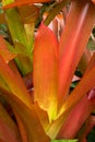 Orangeade Bromeliad Royalty Free Stock Photo