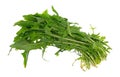 Leaves of organic dandelion greens on a white background