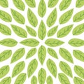 Leaves organic icon