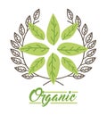 Leaves organic icon