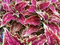 leaves of ornamental plants reddish purple. This type of plant belongs to the Coleus type.