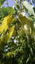 Leaves of a Osage orange tree in the fall Royalty Free Stock Photo
