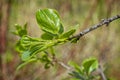 Close up of leaves growing at Sprintime