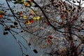 Leaves painted on branches autumn