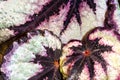 Painted-leaf Begonia Leaves Royalty Free Stock Photo