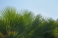 Leaves palm Brahea against the sky Royalty Free Stock Photo