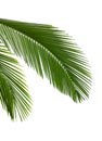 Leaves of palm tree Royalty Free Stock Photo