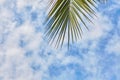 Leaves of a palm tree against the clear blue sky Royalty Free Stock Photo