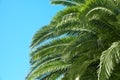 leaves of palm tree against clear blue sky on sunny day Royalty Free Stock Photo