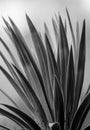 Leaves of a palm tree Royalty Free Stock Photo