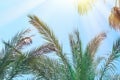 Leaves of palm tree on the blue sky. Copy space