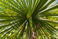 Leaves of a Palm Tree , Chusan palm Royalty Free Stock Photo