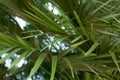 Leaves of palm tree close up. Natural texture of tropical leaves Royalty Free Stock Photo