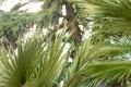 Leaves of palm tree close up. Palm branches. Natural texture of tropical leaves Royalty Free Stock Photo