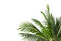 Leaves of palm tree or coconut isolated on white Royalty Free Stock Photo