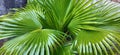 Leaves of a Palm Tree Royalty Free Stock Photo