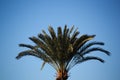 The leaves of a palm tree in the foreground with blue sky in the background Royalty Free Stock Photo