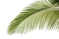 Leaves of palm tree Royalty Free Stock Photo