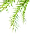 Leaves of palm tree isolated on white background Royalty Free Stock Photo