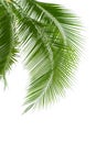 Leaves of palm tree isolated on white background Royalty Free Stock Photo