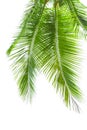 Leaves of palm tree isolated on white background Royalty Free Stock Photo