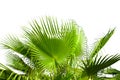 Leaves of palm tree isolated on white Royalty Free Stock Photo
