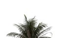 Leaves of palm tree on isolated and white background. Royalty Free Stock Photo