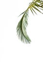 Leaves of palm tree isolated on white background Royalty Free Stock Photo