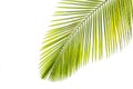 Leaves of palm tree by the sunshine Royalty Free Stock Photo