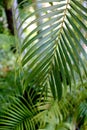 Leaves palm trees as a background Royalty Free Stock Photo