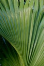 Leaves palm trees as a background Royalty Free Stock Photo