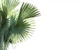 Leaves palm trees Livistona Rotundifolia or fan palm. isolated Royalty Free Stock Photo