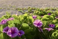 Leaves palm trees and violet flower as a background Royalty Free Stock Photo