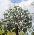 Leaves of the Palmetto Palm tree. Royalty Free Stock Photo