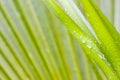 Leaves of a palmtree after the rain